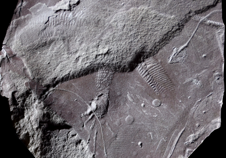 See the world’s oldest fossilized ‘butthole’ imprint