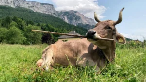 This cow uses tools like a primate—and scientists are stunned
