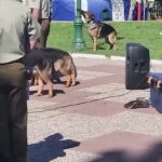 guarded plain thorny