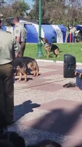 guarded plain thorny