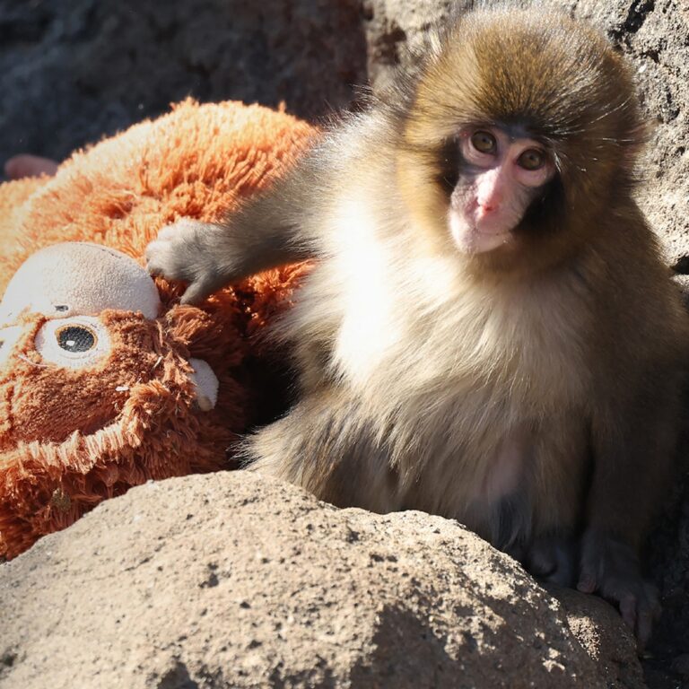 Japan’s Ichikawa City Zoo Denies