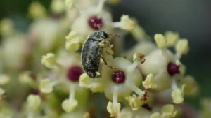 Scientists discovered a secret deal between a plant and beetles