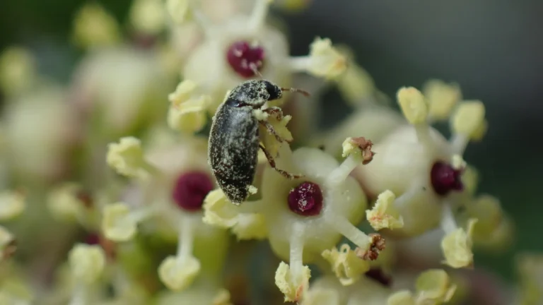 Scientists discovered a secret deal between a plant and beetles