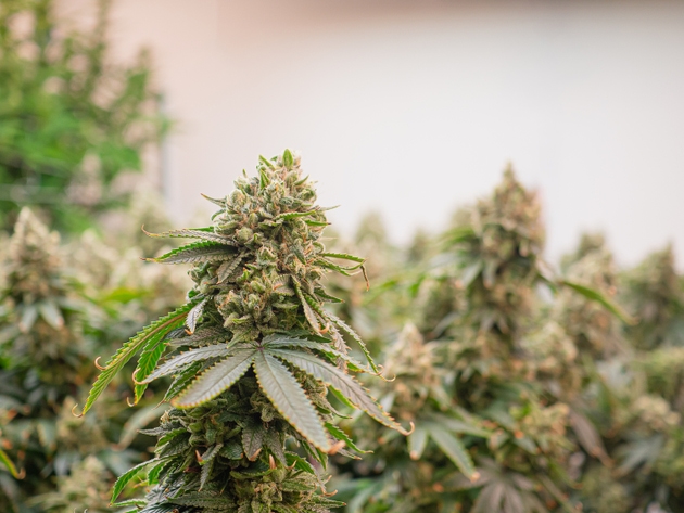 Tilray Q3 earnings: What to expect