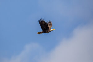 American Bald Eagle at NASA’s Kennedy Space Center