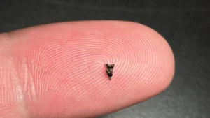 Teeth smaller than a fingertip reveal the first primate ancestor