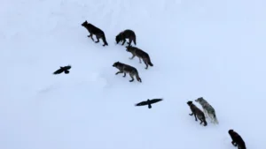 Scientists thought ravens followed wolves. They were wrong