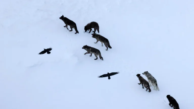 Scientists thought ravens followed wolves. They were wrong