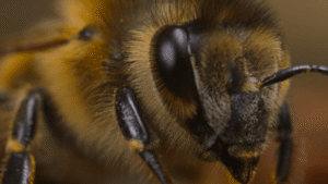 Titanic and Avatar director James Cameron explains why bees are his latest fixation