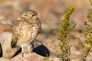 ‘Flying potato’ owls find a home at Arizona solar complex » Yale Climate Connections