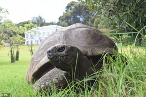 World’s oldest known tortoise dies aged 193: Jonathan – who met the late Queen when she was a princess – ‘passes away peacefully’
