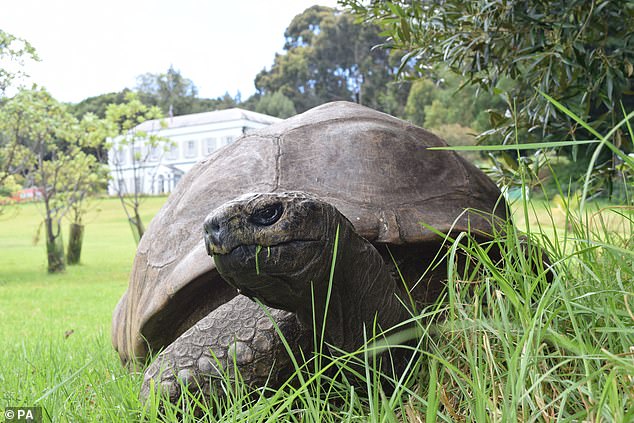 World’s oldest known tortoise dies aged 193: Jonathan – who met the late Queen when she was a princess – ‘passes away peacefully’