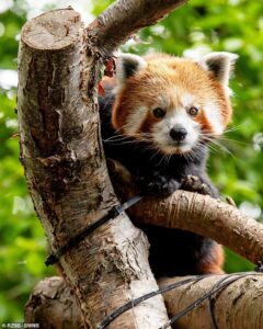 Welcome Priya! Endangered red panda is settling into her new home at UK zoo