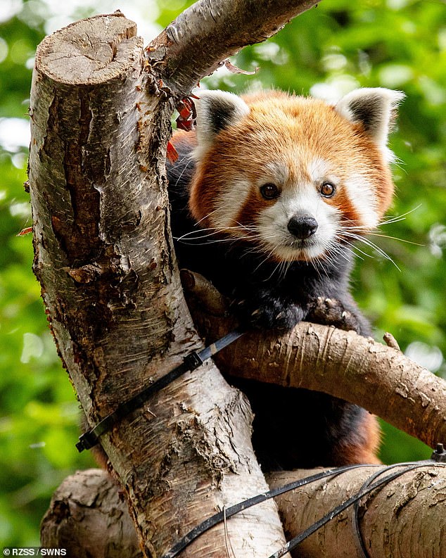 Welcome Priya! Endangered red panda is settling into her new home at UK zoo