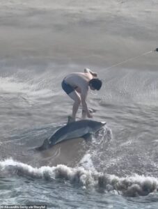 Jaw-clenching moment fisherman, 20, wrestles with GREAT WHITE SHARK on California beach