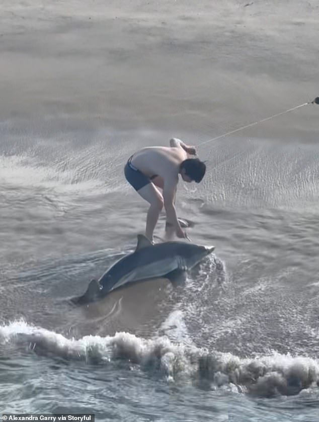 Jaw-clenching moment fisherman, 20, wrestles with GREAT WHITE SHARK on California beach