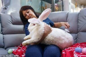 Hare-cules! Giant Easter bunny Junior weighs a colossal 21lbs… but studies find that owning a rabbit drastically increases your risk of insomnia