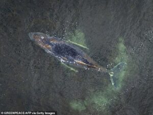 Millionaires fund last-ditch rescue operation to free stranded whale named ‘Timmy’ off German coast for six weeks – as Greenpeace insists it be ‘left to die’