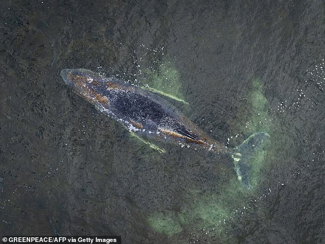 Millionaires fund last-ditch rescue operation to free stranded whale named ‘Timmy’ off German coast for six weeks – as Greenpeace insists it be ‘left to die’