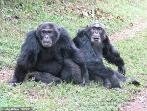 A mysterious decade-long war rages deep in the Ugandan rainforest. But this battle is not about religion or oil. It is between chimps, not men. Now alarmed scientists fear it contains a chilling prophecy for humankind