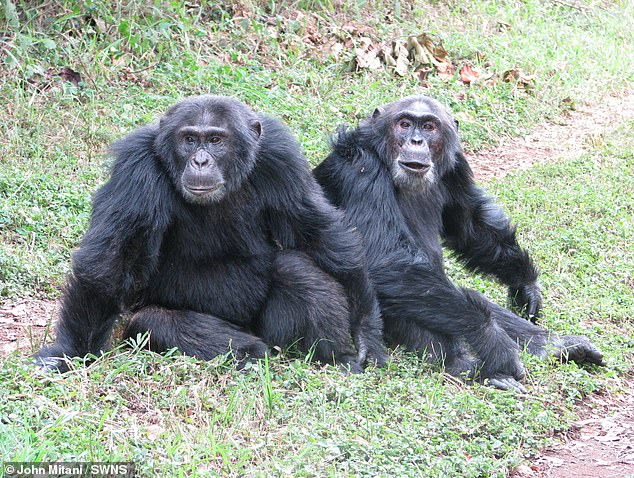 A mysterious decade-long war rages deep in the Ugandan rainforest. But this battle is not about religion or oil. It is between chimps, not men. Now alarmed scientists fear it contains a chilling prophecy for humankind