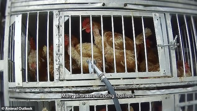 Hidden cameras at NYC’s live animal markets expose filthy conditions, disease risks, and brutal treatment of chickens, ducks, rabbits and sheep