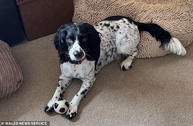 Snake kills dog on Welsh beach: Distraught owner warns others as she blames venomous reptile for fatal bite on Springer-Cocker Spaniel