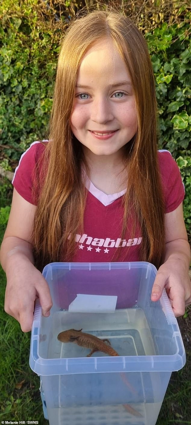 Girl, 10, finds endangered Mexican axolotl under a bridge in Wales – the first one ever seen in the wild in UK