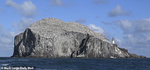 Ed Miliband’s puffin ‘killing fields’: How the world’s largest wind farm off the coast of North Berwick will massacre thousands of seabirds