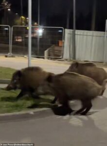 Up to 3,000 rampaging wild boars are plaguing Poland’s capital – with kill-on-sight orders issued to hunters