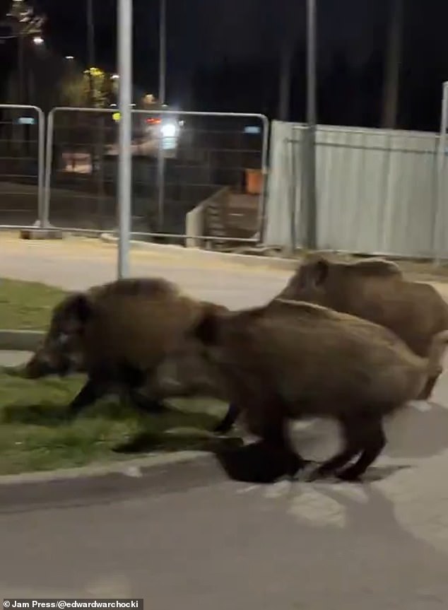 Up to 3,000 rampaging wild boars are plaguing Poland’s capital – with kill-on-sight orders issued to hunters