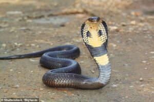 Tourist dies after ‘cobra’ bites his leg when snake charmer lets it crawl into his trousers as part of show in Egypt