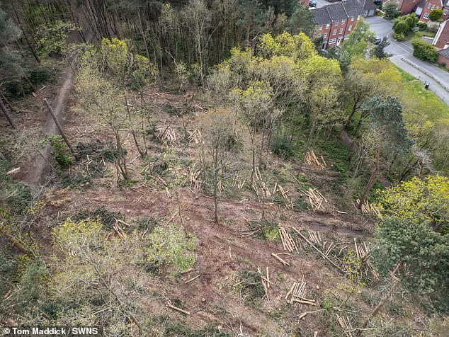 Robin Hood’s Sherwood Forest is left ‘in ruins’ after bungling council contractors ‘illegally’ chopped down 30 protected trees