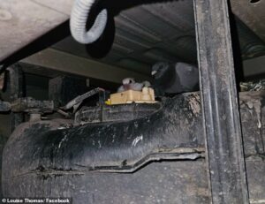 Special delivery! Baby pigeons found hiding out in Royal Mail van… and they’ve ‘been there for weeks’