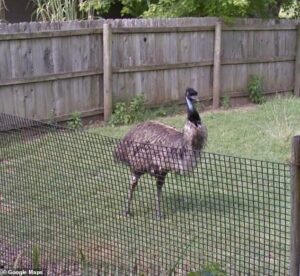 Bizarre cause of death for Missouri emu called Adam who died during ferocious storm
