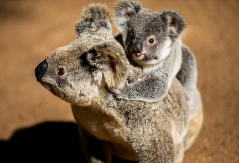 National nature law draft standards a ‘weak tick-and-flick’