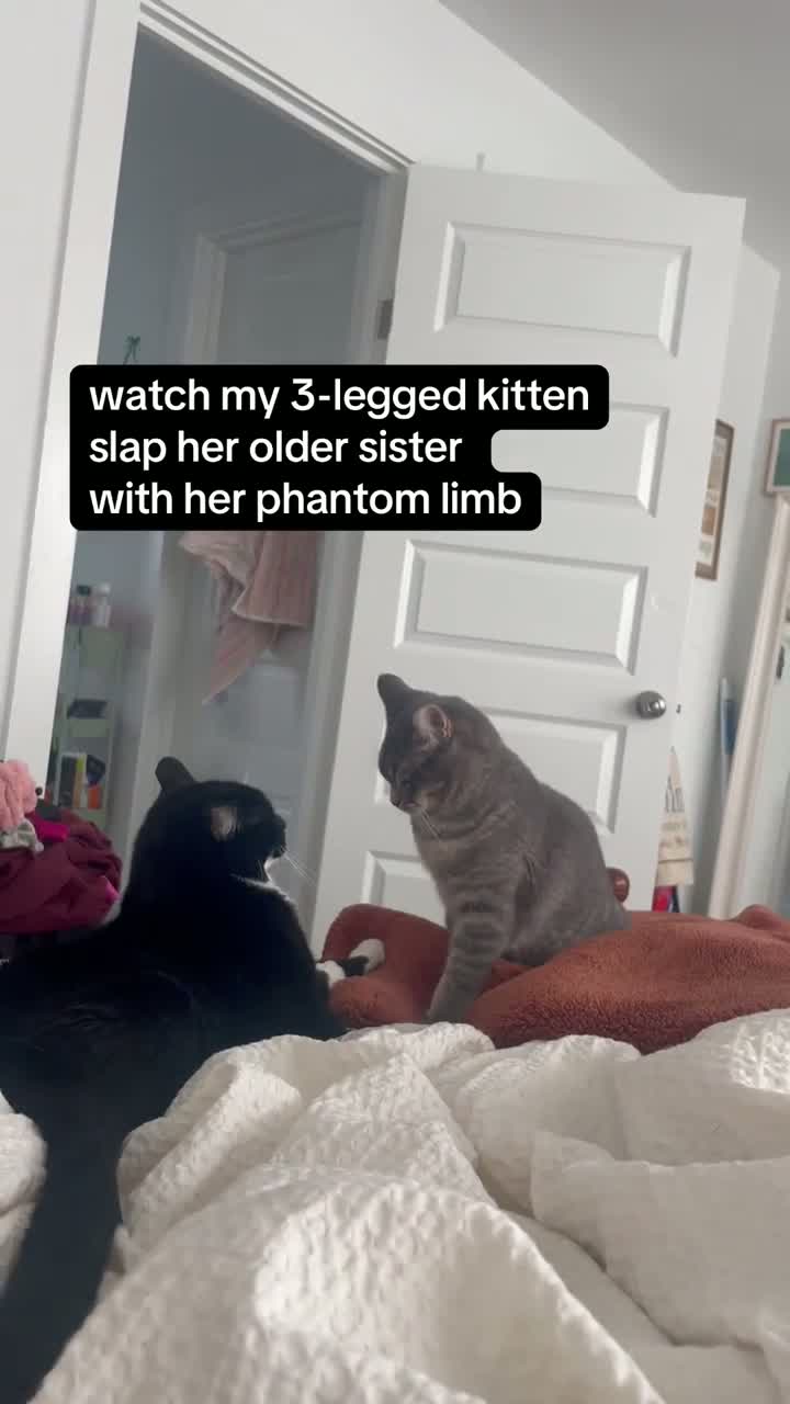 fanatical flat responsible