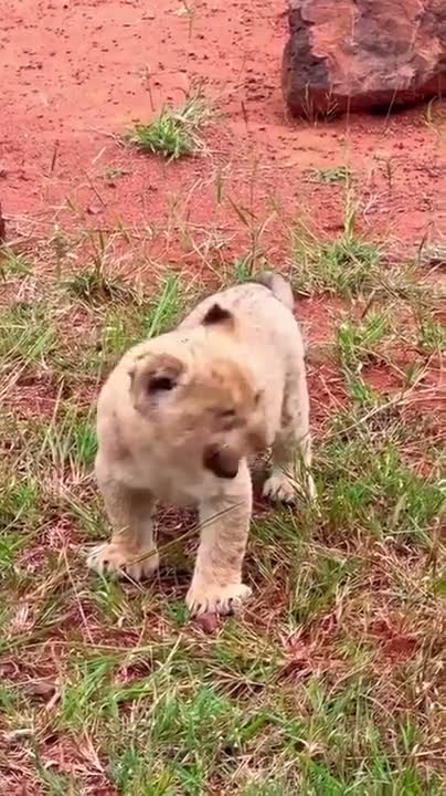 Chat, is this tactical?