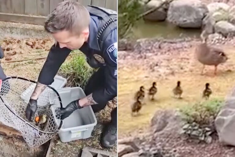 Ducklings Saved from Storm Drain by Police Officers and Reunited with Mom Nearby: A ‘Quack-tical Rescue'