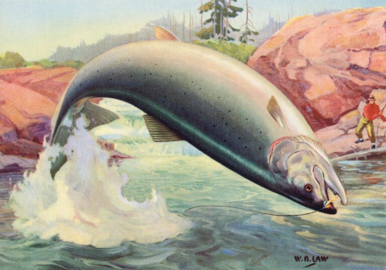 The strange way cocaine water pollution is changing salmon