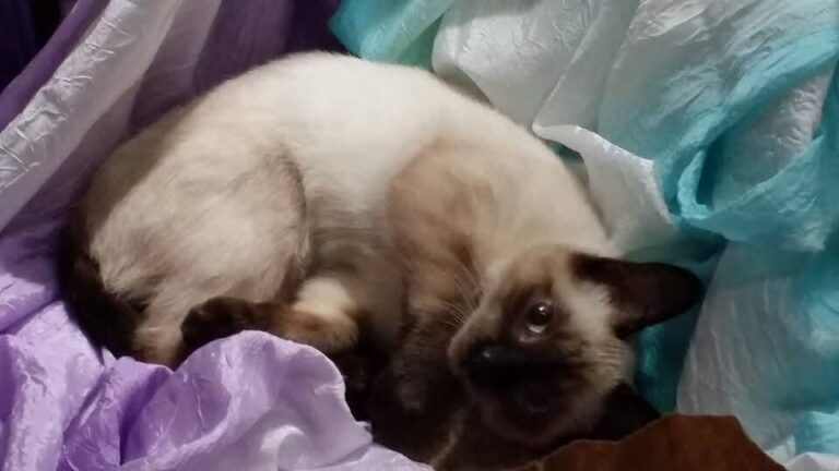 Her name was Noodles