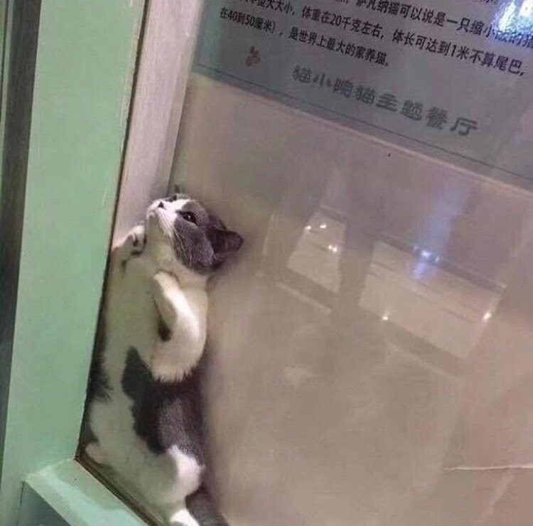 jealous frail Rabbit