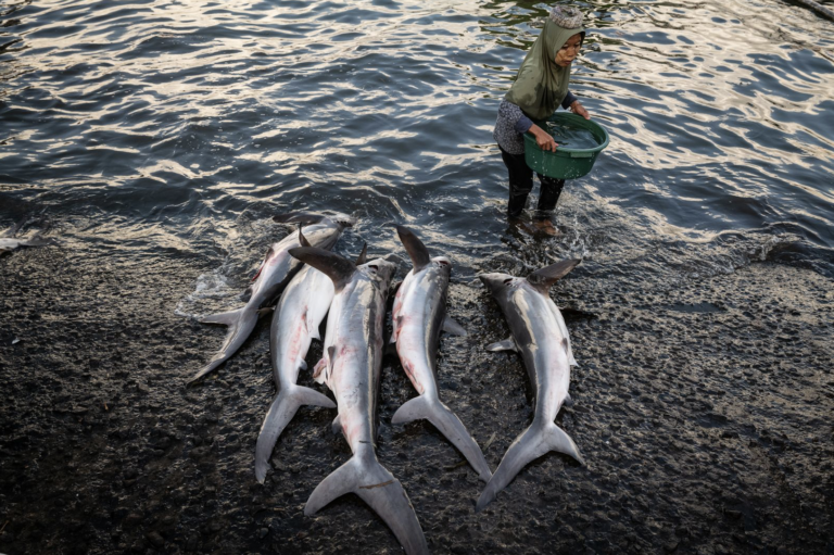 Nicole Tung on Photographing Overfishing in Southeast Asia: Inside Her Carmignac Award Project