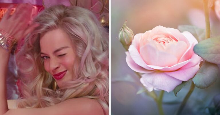 Pick A Movie To Watch For Every Letter Of The Alphabet And Find Out Which Flower You Are Deep Down