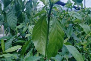 Tobacco plant altered to produce five psychedelic drugs