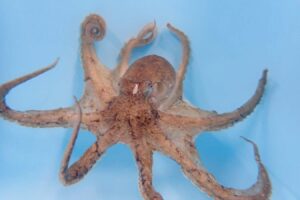 Male octopuses have a favourite arm that they mostly use for sex
