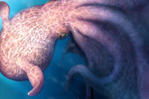 Largest ever octopus was great white shark of invertebrate predators