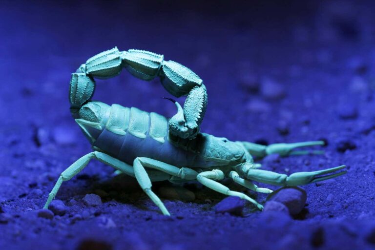 Scorpions reinforce their claws and stingers with metals
