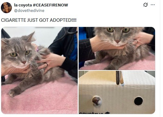 shaped acidic French