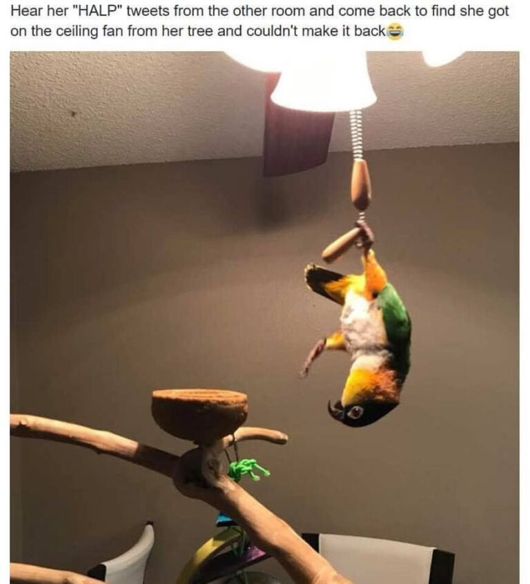 This sweet is too azure.